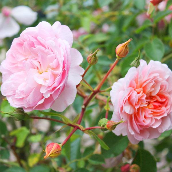 Выращивание и уход за розой Анна Болейн